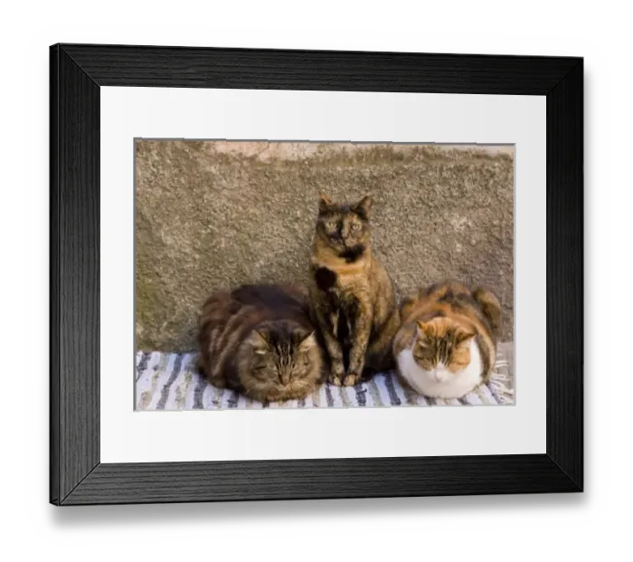 Framed Print : Italy, Cinque Terre, Vernazza. Three cats beside building wall Framed Print : Italy, Cinque Terre, Vernazza. Three cats beside building wall
