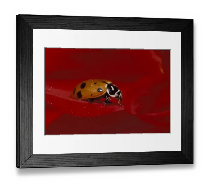 Framed Print : Ladybug Beetle. (Hippodamia convergens) Framed Print : Ladybug Beetle. (Hippodamia convergens)