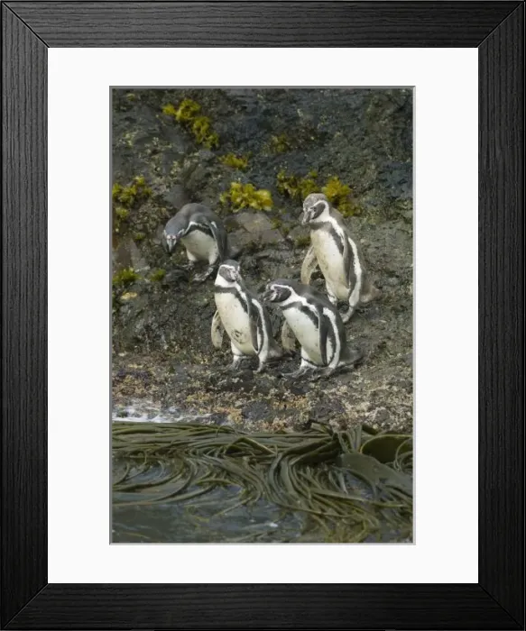 Framed Print : Chile, Chiloe Island, Humboldt Penguins, (Spheniscus humboldtii), endangered Framed Print : Chile, Chiloe Island, Humboldt Penguins, (Spheniscus humboldtii), endangered