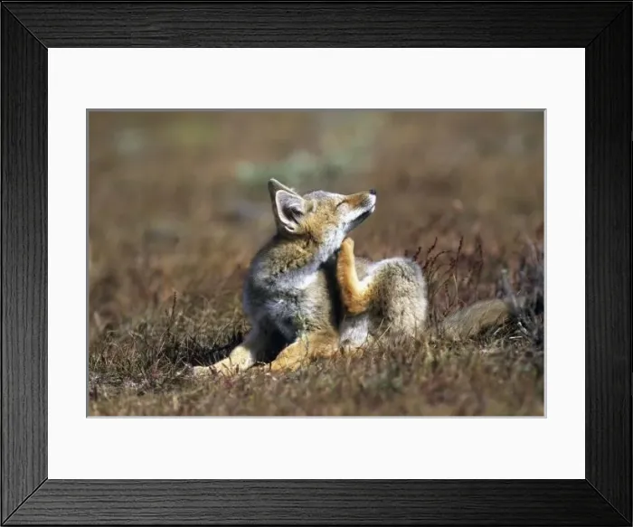 Framed Print : A young Argentine Gray Fox, (Dusicyon griseus), aka Patagonian Fox, Torres Del Paine National Park