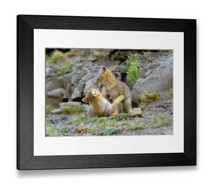 Framed Print : South American Framed Print : South American