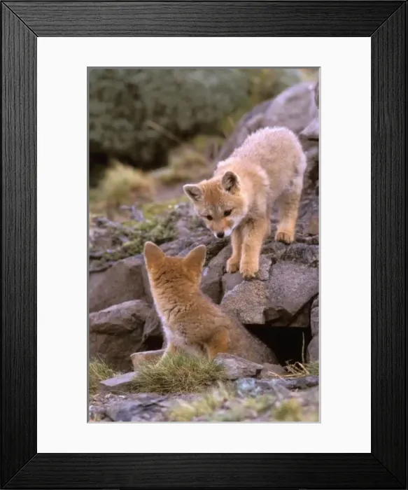 Framed Print : South American Gray Fox (Lycalopex griseus) pair at den, Torres del Paine National Park Framed Print : South American Gray Fox (Lycalopex griseus) pair at den, Torres del Paine National Park