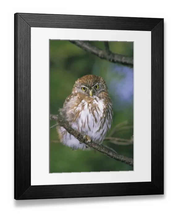 Framed Print : Chile, Aysen. Juvenile Autral Pygmy Owl (Glaucidium nanum) Framed Print : Chile, Aysen. Juvenile Autral Pygmy Owl (Glaucidium nanum)