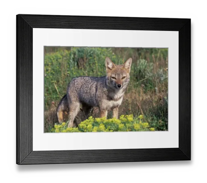 Framed Print : South America Framed Print : South America
