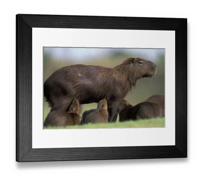 Framed Print : South America Framed Print : South America