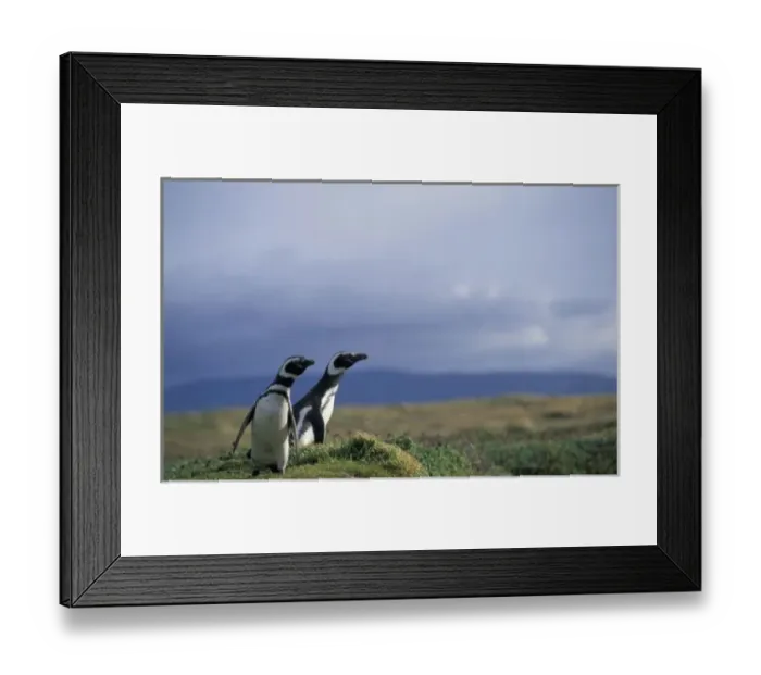 Framed Print : South America, Chile, Patagonia, Magellanes, Magellanic penguins (Spheniscus magellanicus) Framed Print : South America, Chile, Patagonia, Magellanes, Magellanic penguins (Spheniscus magellanicus)