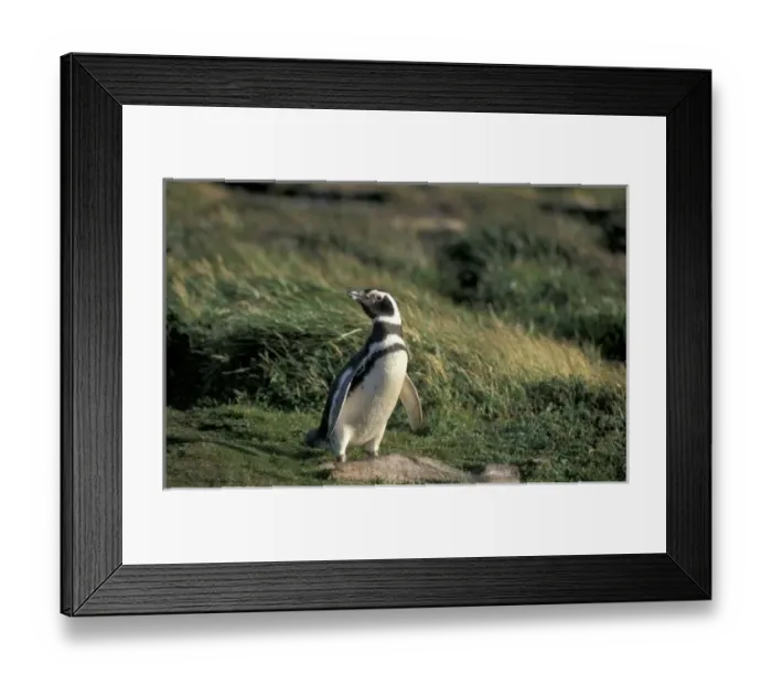 Framed Print : Magellanic Penguin Framed Print : Magellanic Penguin