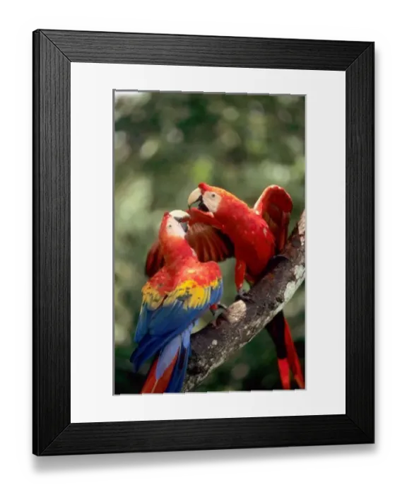 Framed Print : Amazon, Brazil. Pair of Scarlet Macaws (Ara macao) on a branch Framed Print : Amazon, Brazil. Pair of Scarlet Macaws (Ara macao) on a branch