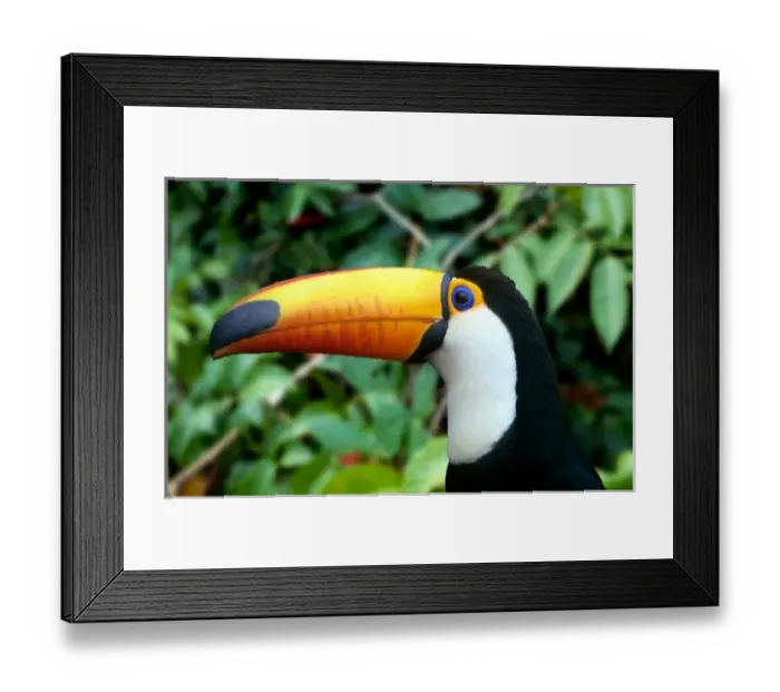 Framed Print : Amazon, Brazil. Yellow-beaked toucan with white chest; Iguassu, on the Brazil-Paraguay border