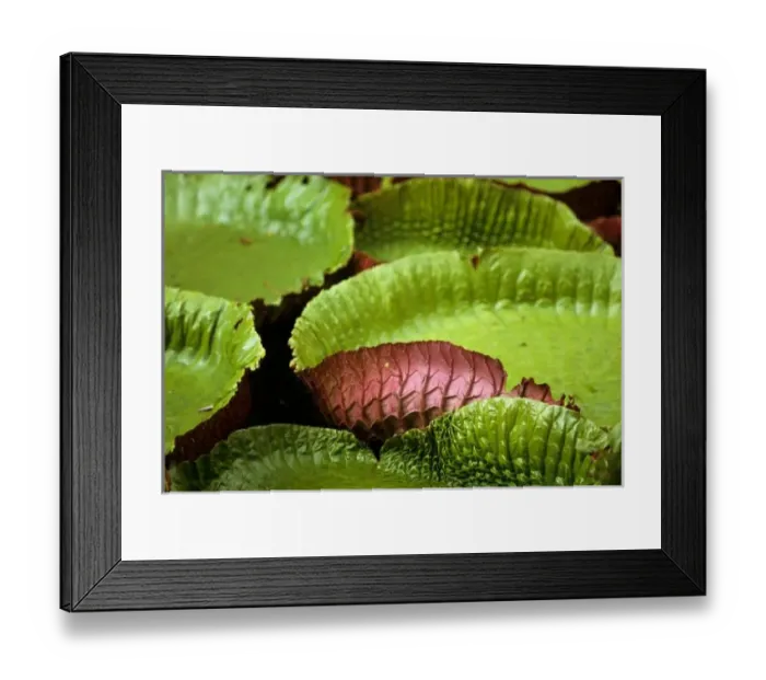 Framed Print : Belem, Brazil Framed Print : Belem, Brazil
