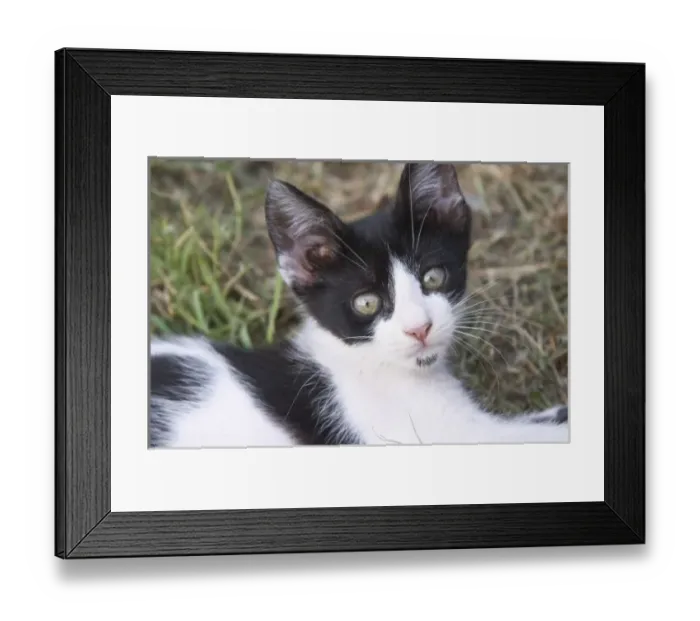 Framed Print : A black and white cat kitten in the garden. Durovic Jovo Winery, Dupilo village