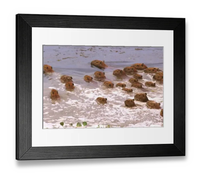 Framed Print : South America, Venezuela, Llano region. Capybara (Hidrachaeris h. ) Framed Print : South America, Venezuela, Llano region. Capybara (Hidrachaeris h. )