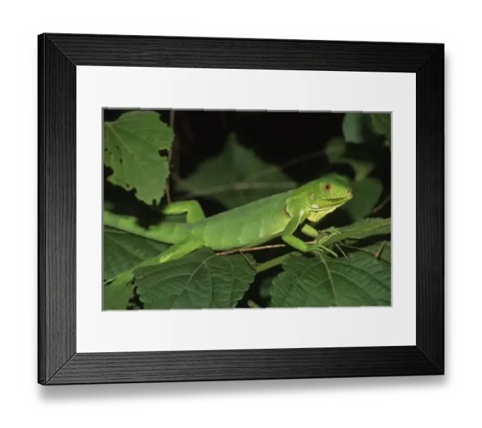 Framed Print : Green Iguana, (Iguana iguana), Common Iguanas are green when young for camouflage, Venezuela