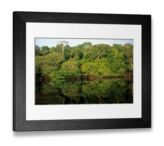 Framed Print : Anavilhanas, Amazonas, Brazil. Rainforest river bank reflected in the water of the river