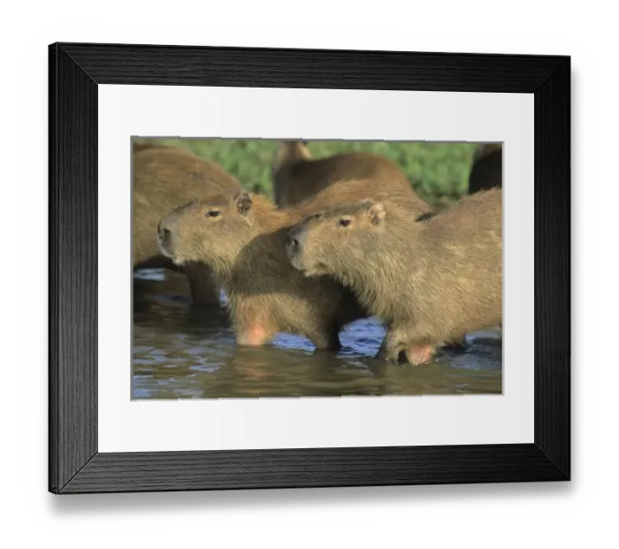 Framed Print : Capybara, (Hydrochaeris Framed Print : Capybara, (Hydrochaeris