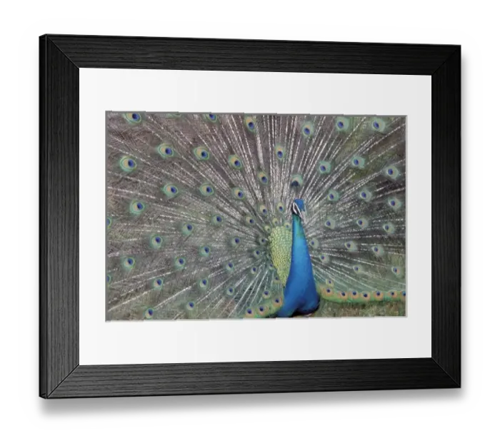Framed Print : South America Framed Print : South America