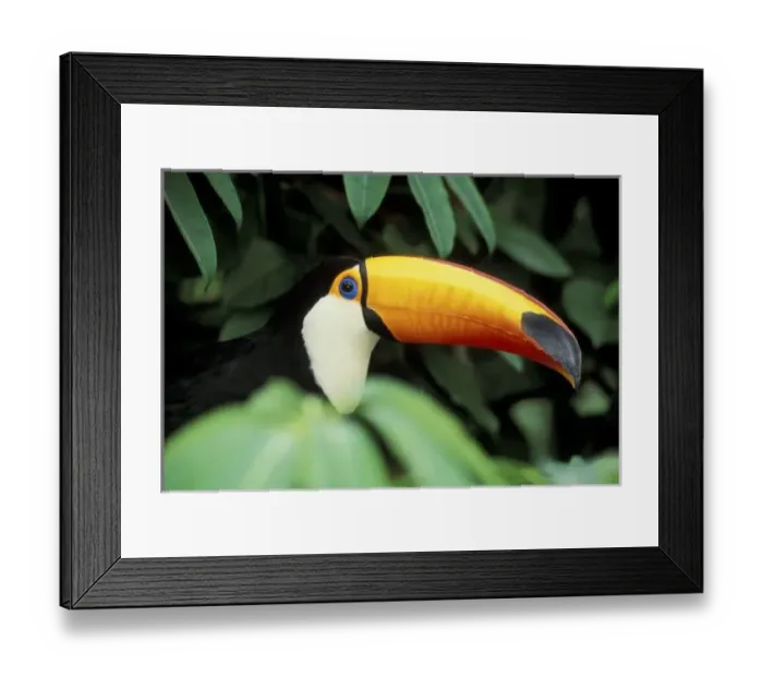 Framed Print : Amazon Rain Forest Framed Print : Amazon Rain Forest
