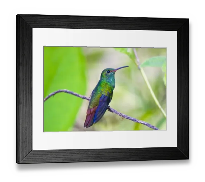 Framed Print : South America, Costa Rica, Sarapiqui, La Selva Biological Station. Portrait of rufous-tailed Framed Print : South America, Costa Rica, Sarapiqui, La Selva Biological Station. Portrait of rufous-tailed