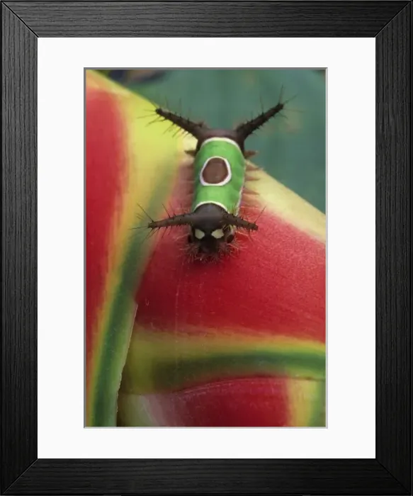 Framed Print : Costa Rica, Close-up of Caterpillar on Heliconia plant. Credit as: Nancy Rotenberg