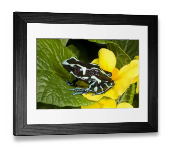 Framed Print : Costa Rica, Osa Peninsula. Close-up of poison dart frog on plants