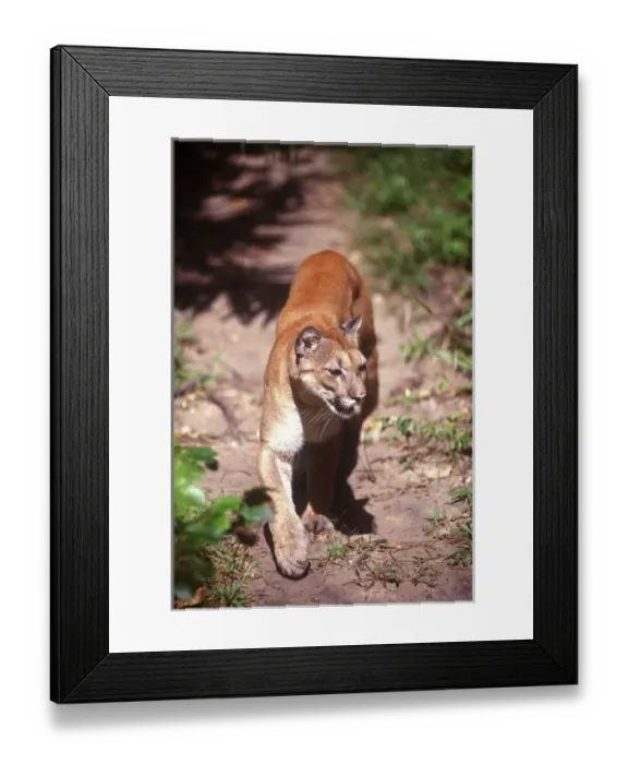 Framed Print : Belize, Jaquar Preserve
