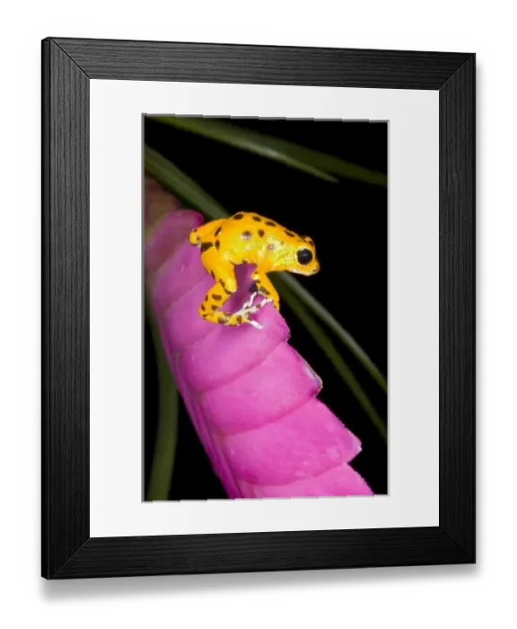 Framed Print : Costa Rica. Close-up of poison dart frog on pink leaf. Credit as: Jim Zuckerman  / 