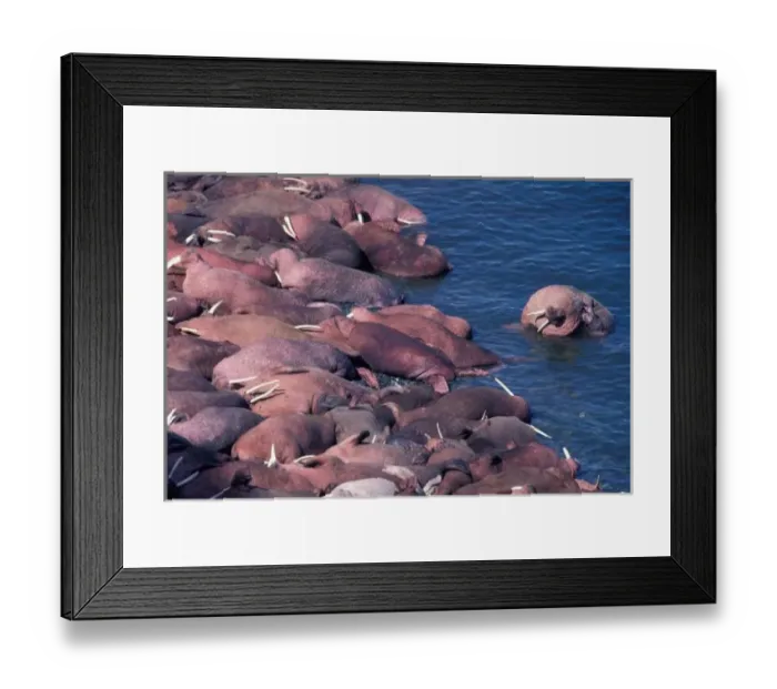 Framed Print : North America, USA, Alaska, Round Island, Walrus Framed Print : North America, USA, Alaska, Round Island, Walrus