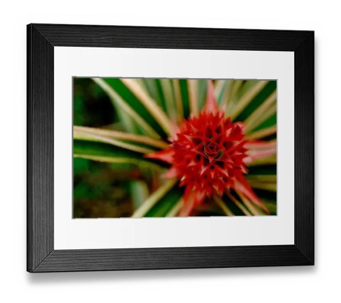 Framed Print : Central America, Costa Rica, San Vito, Wilson Botanical Gardens, Las Cruses Biological Station