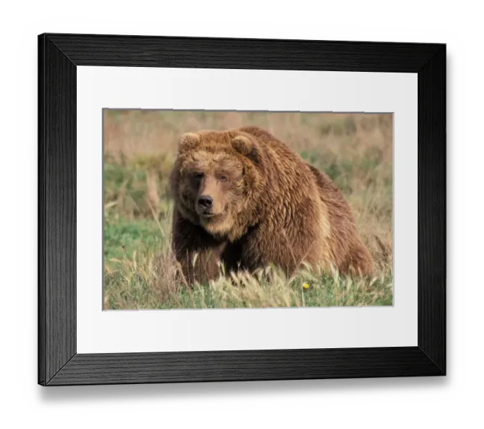 Framed Print : North America Framed Print : North America