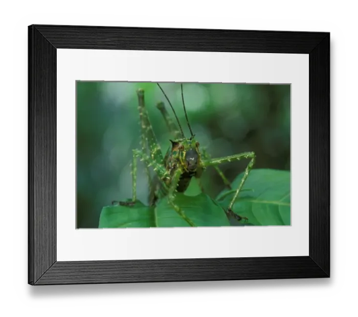 Framed Print : CA, Costa Rica, La Selva Biological Station, Braulio Carillo NP, camouflaged katydid Framed Print : CA, Costa Rica, La Selva Biological Station, Braulio Carillo NP, camouflaged katydid