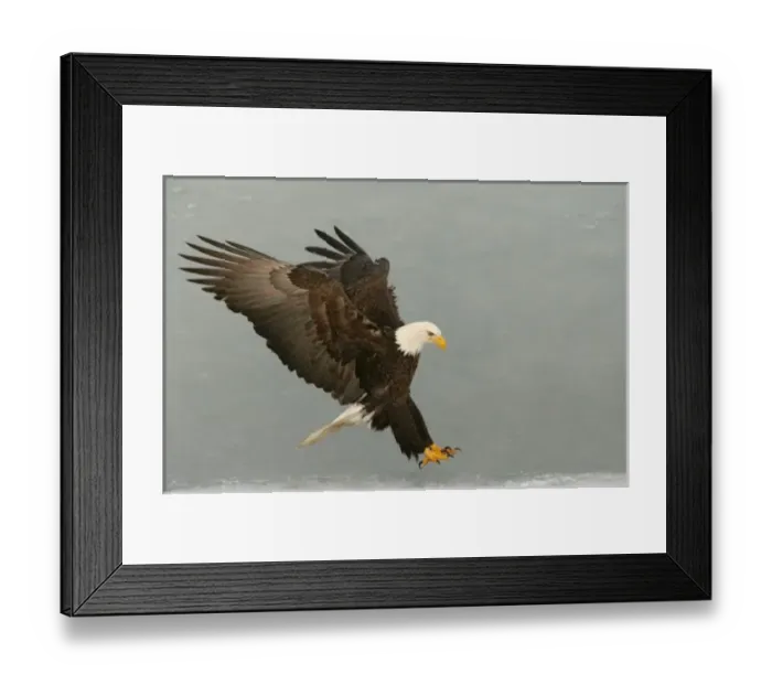 Framed Print : USA, Alaska, Homer. Bald eagle in landing posture. Credit as: Arthur Morris / Jaynes Framed Print : USA, Alaska, Homer. Bald eagle in landing posture. Credit as: Arthur Morris / Jaynes