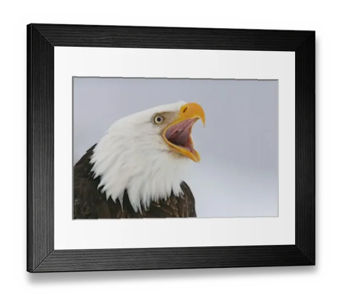 Framed Print : USA, Alaska, Homer Framed Print : USA, Alaska, Homer