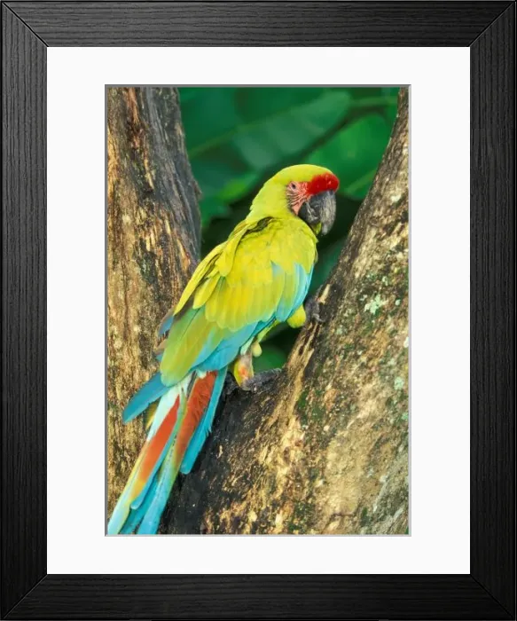 Framed Print : Costa Rica, Ara Framed Print : Costa Rica, Ara