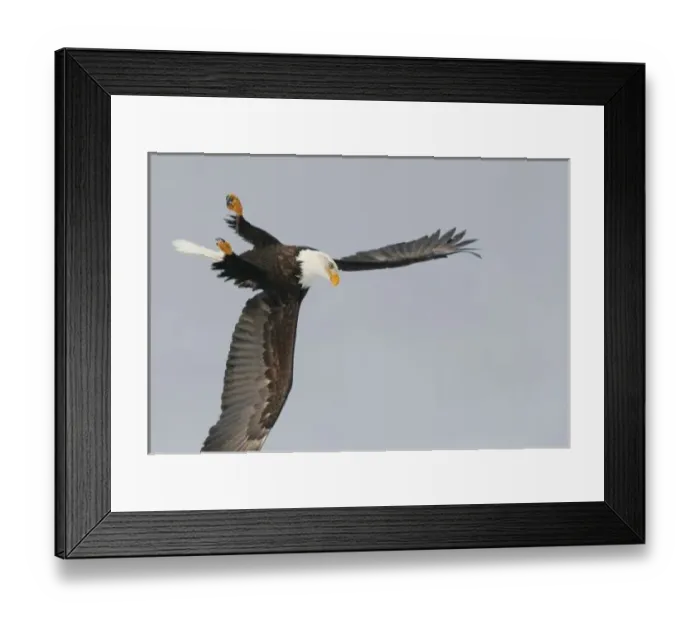 Framed Print : USA, Alaska, Homer. Bald eagle upside down start of dive for prey. Credit as: Arthur Framed Print : USA, Alaska, Homer. Bald eagle upside down start of dive for prey. Credit as: Arthur