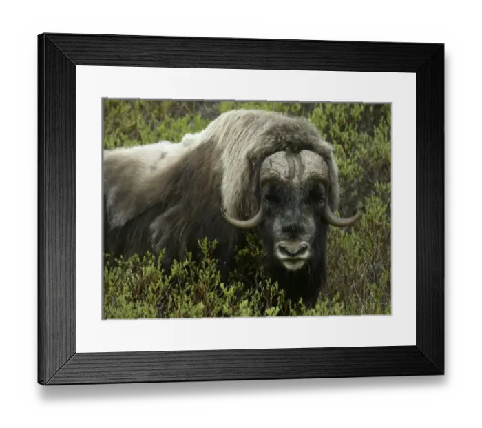 Framed Print : USA, Alaska, Nome. Close-up of musk ox standing in bushes. Credit as: Arthur Morris Framed Print : USA, Alaska, Nome. Close-up of musk ox standing in bushes. Credit as: Arthur Morris