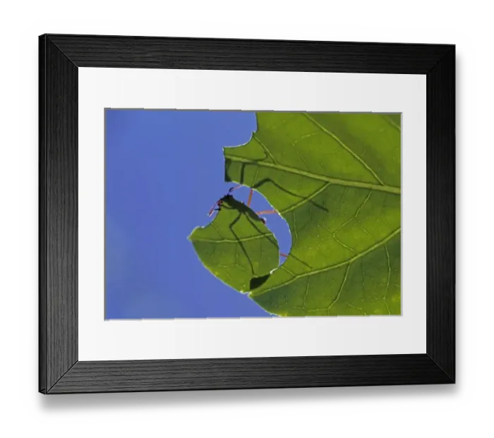 Framed Print : Costa Rica, Leaf cutter ants, Atta cephalotes Framed Print : Costa Rica, Leaf cutter ants, Atta cephalotes