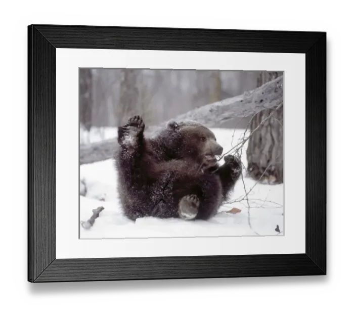 Framed Print : USA, Alaska. Juvenile grizzly plays with tree branch in winter. Credit as: Jim Zuckerman