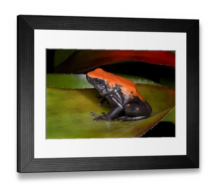 Framed Print : South America, Brazil. Close-up of a variety of poison dart frog on leaf Framed Print : South America, Brazil. Close-up of a variety of poison dart frog on leaf