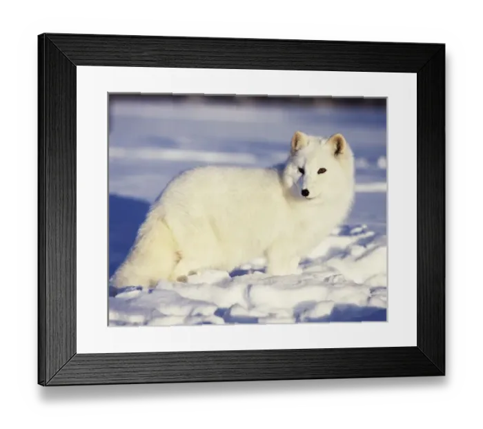 Framed Print : USA, Alaska. Arctic fox in winter coat. Credit as: Jim Zuckerman / Jaynes Gallery Framed Print : USA, Alaska. Arctic fox in winter coat. Credit as: Jim Zuckerman / Jaynes Gallery