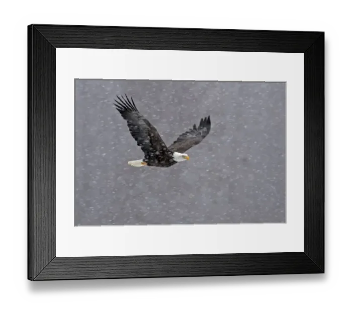 Framed Print : USA, Alaska, Chilkat Bald Eagle Preserve. Bald eagle flying through snowstorm Framed Print : USA, Alaska, Chilkat Bald Eagle Preserve. Bald eagle flying through snowstorm