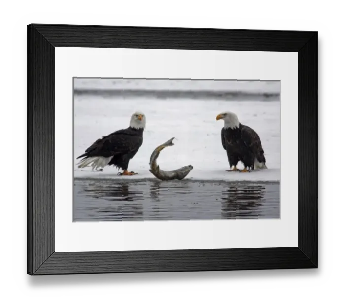 Framed Print : USA, Alaska, Chilkat Bald Eagle Preserve. Pair of bald eagles waiting to feed on almost dead salmon