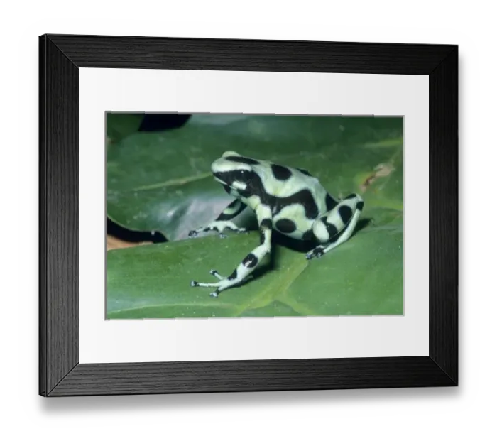 Framed Print : Poison Dart Frog, (Dendrobates auratus) Cahuita National Park, Costa Rica