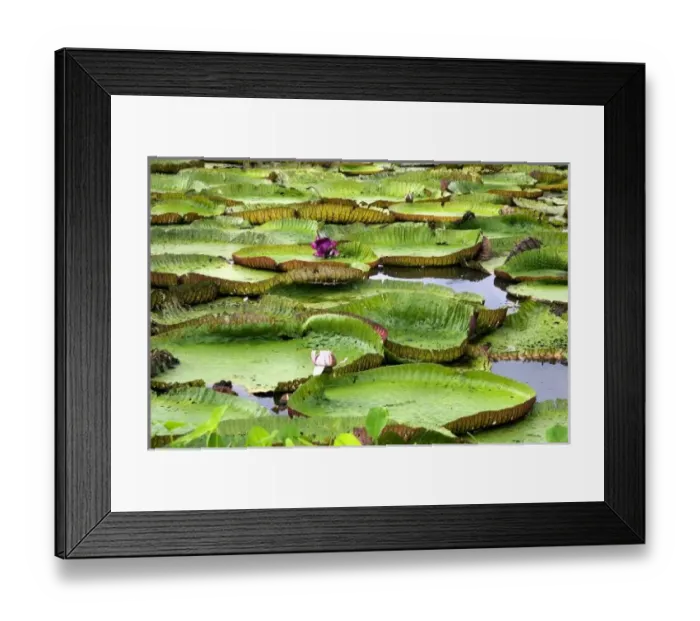 Framed Print : South America, Brazil
