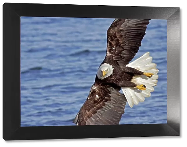 USA, Alaska, Homer. Bald eagle diving above water