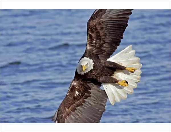 USA, Alaska, Homer. Bald eagle diving above water