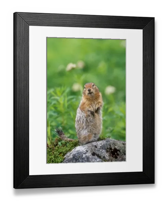 Framed Print : USA, Alaska, Hatcher Pass. Wild arctic ground squirrel sitting on rock Framed Print : USA, Alaska, Hatcher Pass. Wild arctic ground squirrel sitting on rock