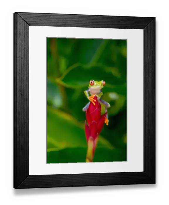 Framed Print : Red-eye tree frog, Costa Rica Framed Print : Red-eye tree frog, Costa Rica