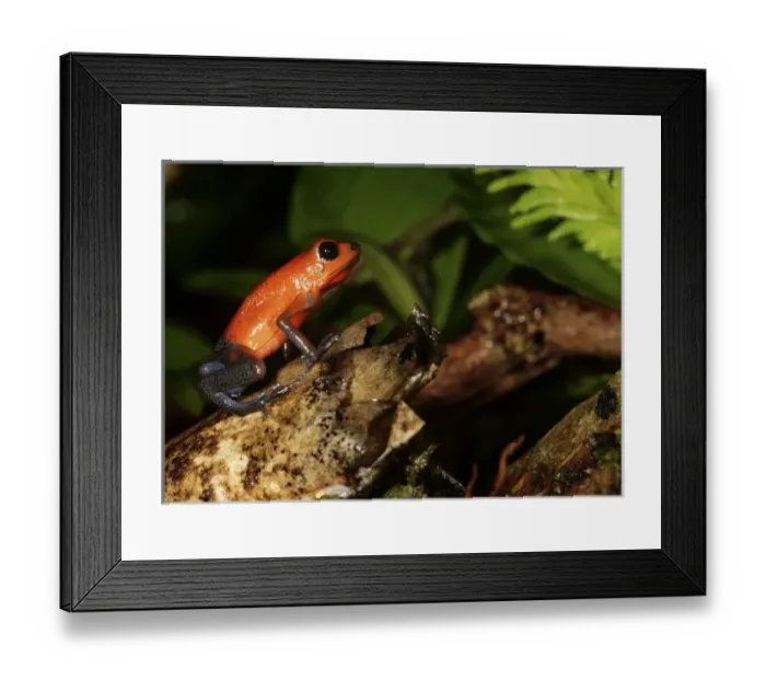 Framed Print : Strawberry Poison-dart frog (Dendrobates pumilio) La Selva, Costa Rica