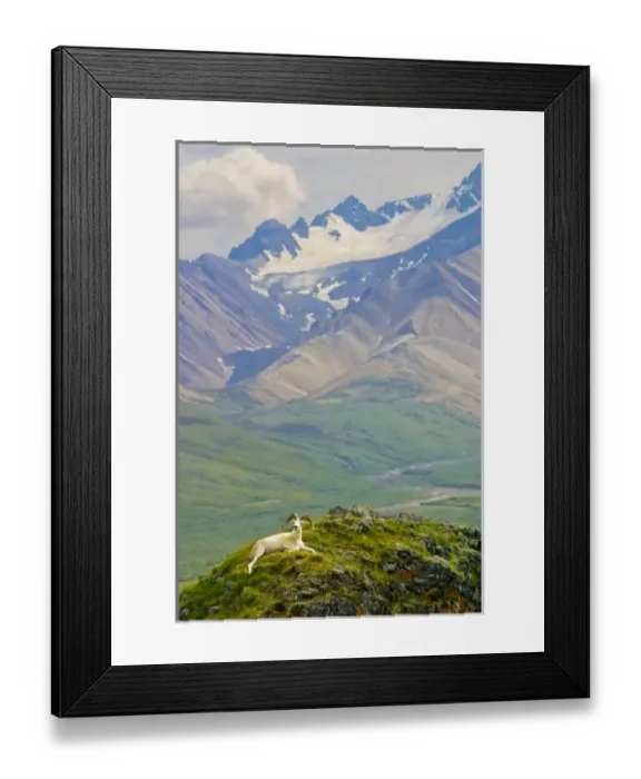 Framed Print : USA, Alaska, Denali National Park, Polychrome Pass. Dall sheep ram reclining against Framed Print : USA, Alaska, Denali National Park, Polychrome Pass. Dall sheep ram reclining against
