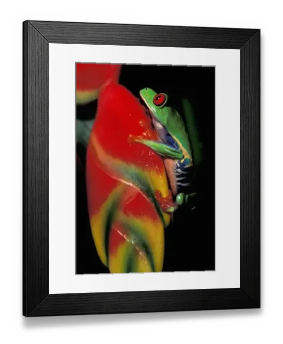 Framed Print : Costa Rica, Red Eyed Tree Frog Framed Print : Costa Rica, Red Eyed Tree Frog